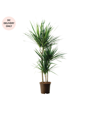 Dracaena Plant