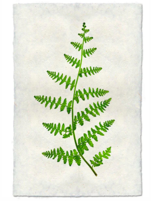 Fern #2