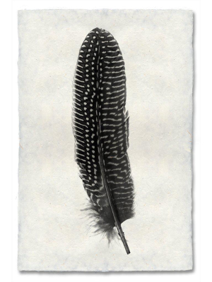 Feather Study #5