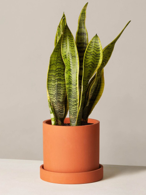 pothos plant near me Golden Pothos Plant (Epipremnum aureum)  Jungle Relics