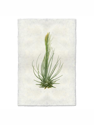 Air Plant #8