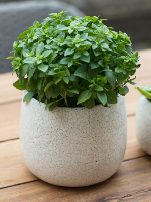 Ravello Ceramic Plant Pot