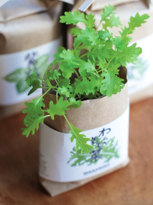 Cultivate & Eat Planting Set - Shiso Japanese Basil