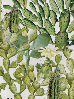 Opuntia Wallpaper In Green And Taupe From The Rediscovered Paradise Collection By Mind The Gap