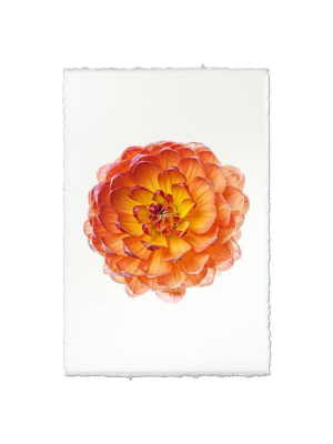 Dahlia Print - Pam Howden