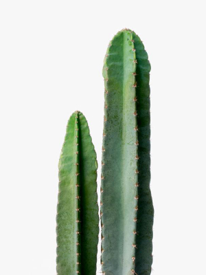 Cereus Cactus (cereus Peruvianus) | 10"