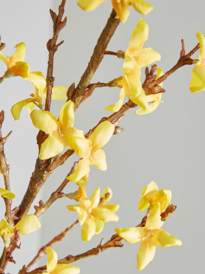 Forsythia Flower Stem