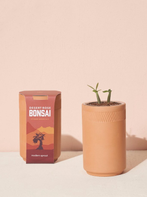 Desert Rose Bonsai Terracotta Grow Kit