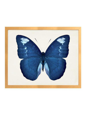 F Blue Butterfly