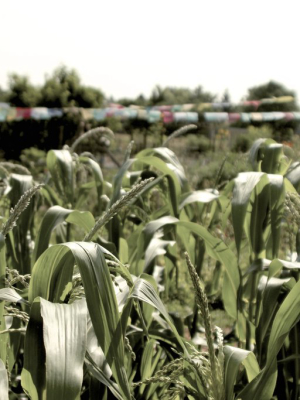 Community Garden 9