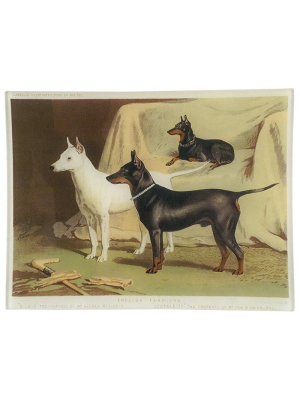 English Terriers - Final Sale