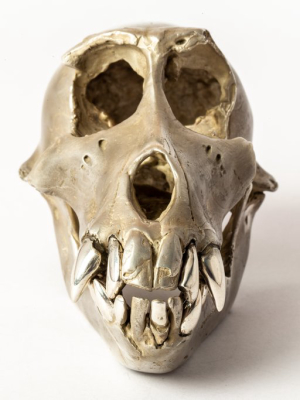 Monkey Skull (as+pa)