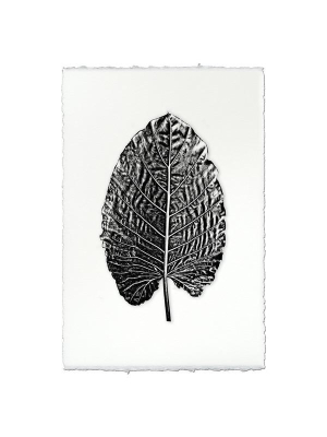 Leaf Print "elephant Ear"