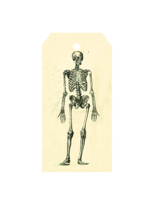 Skeleton