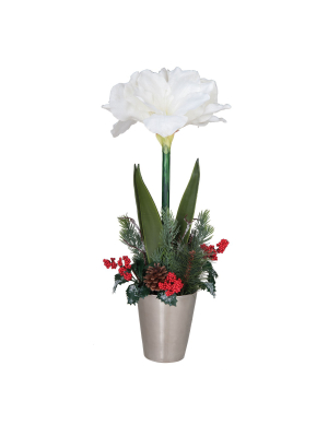 Gallerie Ii Holiday Amaryllis In Pot