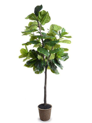 7' Fiddle-leaf Fig Tree