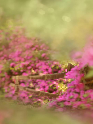 Southern Garden