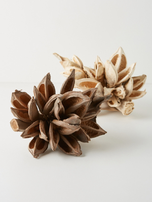 Bleached Dried Star Anise Pod