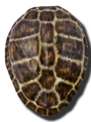 Wjc Design Brown Loggerhead Turtle