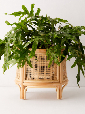 Rattan 12" Planter