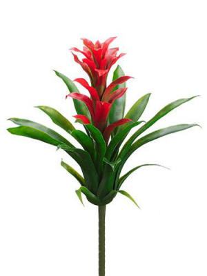 Indoor/outdoor Tropical Bromeliad Plant - 14"