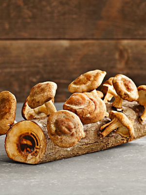 Shiitake Mushroom Log Kit