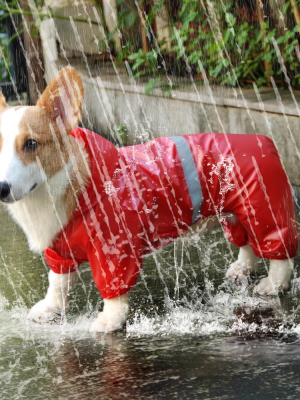 Pet Rain-walker - Raincoat (s-xxl)