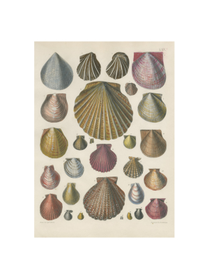 Shells