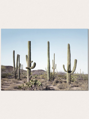 Cactus Land