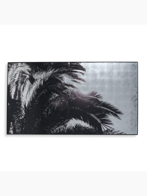 Silver Leaf Palm Tree - C