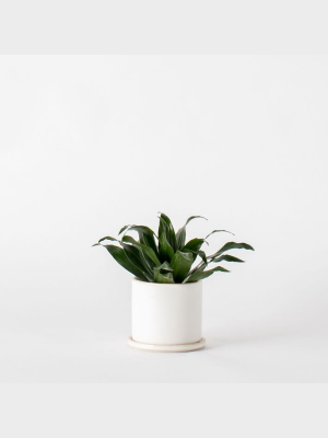 Convivial Minimal Planter