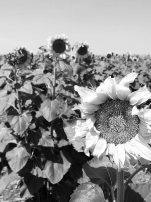 Sunflowers