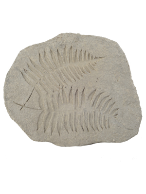 Fern Fossil Accent - A&b Home