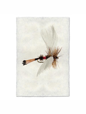 Fly Fishing Print - Coachman Fawning