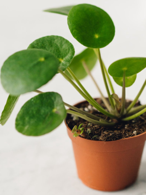 Pilea Peperomioides, "chinese Money Plant"