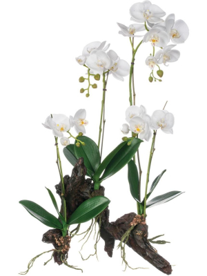 Sullivans Artificial Phalaenopsis With Bark Plant 23"h Green