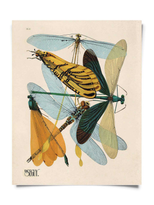 8x10 Print Dragonfly Damselfly Insect