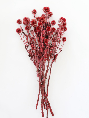 Red Burgundy Dried Echinops Thistle Flowers - 18-28" Tall