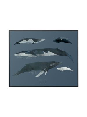 Cetacean Art Print