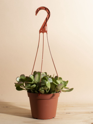 Trailing Jade Hanging Plant