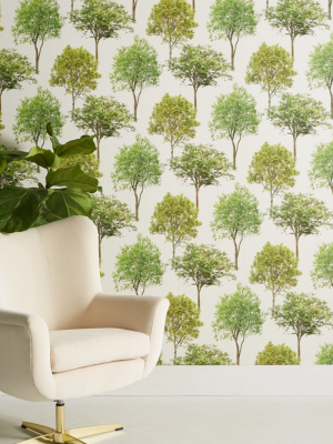 Tree Tops Wallpaper