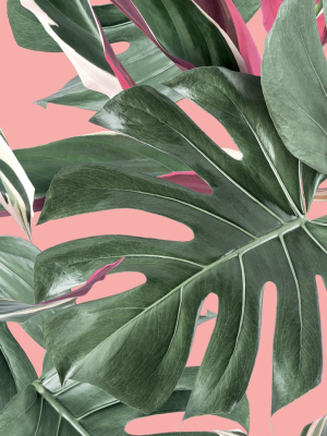 Botanical Wallpaper Monstera Pink By Kek Amsterdam