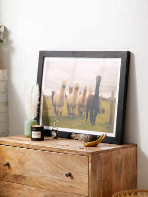 Alisha Kp Alpacas At Tio Farm Art Print