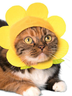 Cat Cap Flower Hat