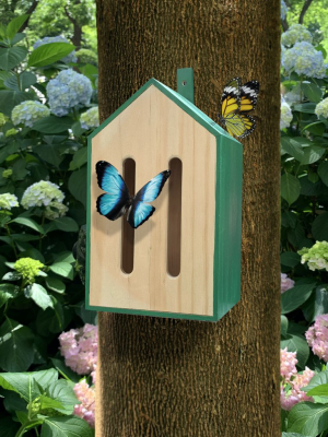 Little Butterfly House