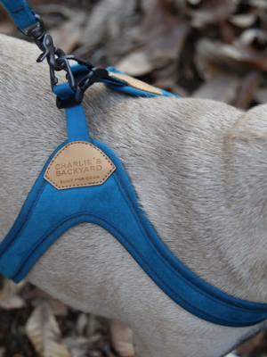 Buckle Up Easy Dog Harness In Teal