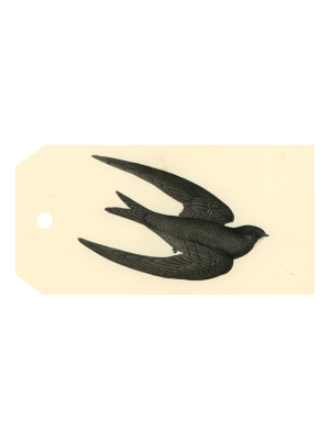 Swift Bird (swallow)