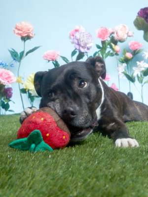 Bark Chocolate Slobber Strawberry Dog Toy