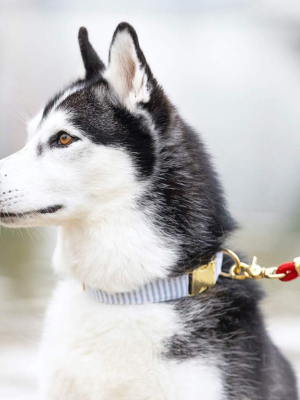 Dusty Blue Stripe Dog Collar