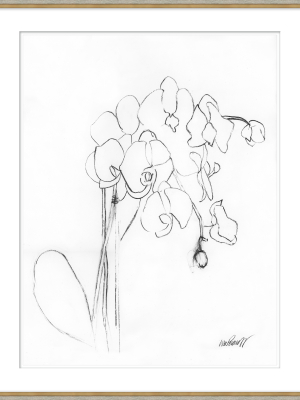 Orchid Drawing Ii